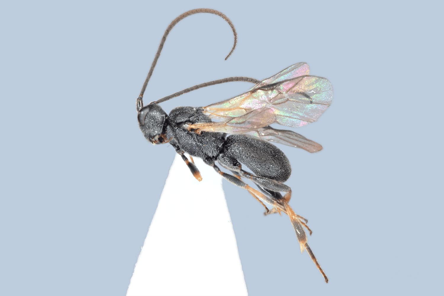 Default image